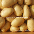 2016 New Crop Fresh Holland Potato